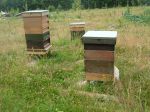 The apiary - gradually growing taller as July passes