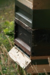 Bee activity around the hive entrance
