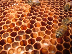 Deformed worker brood comb to house drone brood
