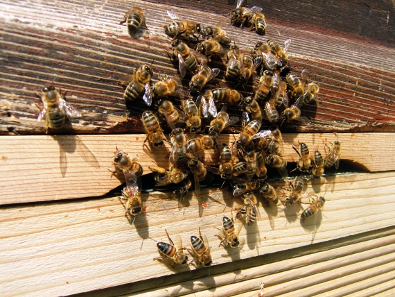 Healthy bees in may as the colony starts to enlarge
