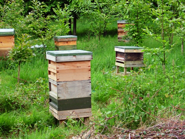 Hives after artificial swarm - one has all 'non-flying workers', brood and honey, the other the artificial swarm