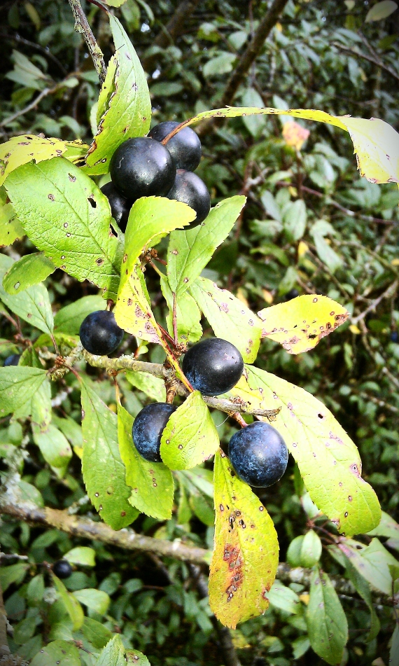 Sloes growing on the blackthorn trees