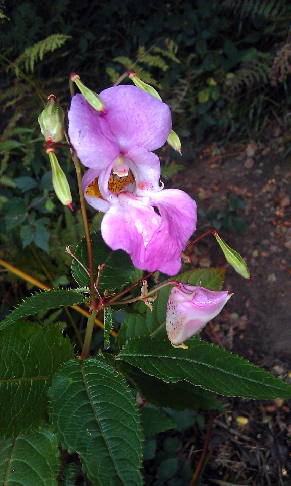Himalayan Balsam Flower